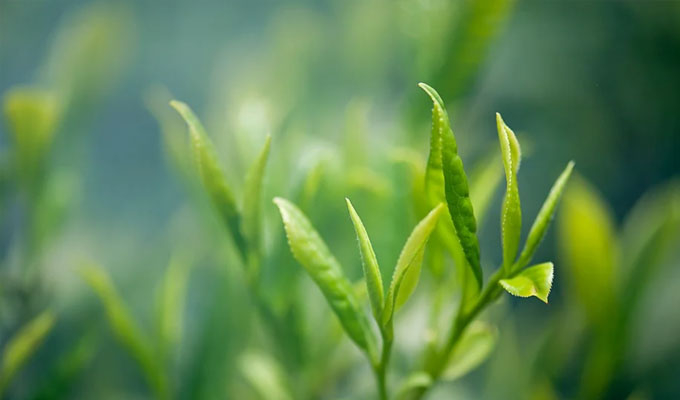 你了解茶葉最佳的沖泡方法嗎？